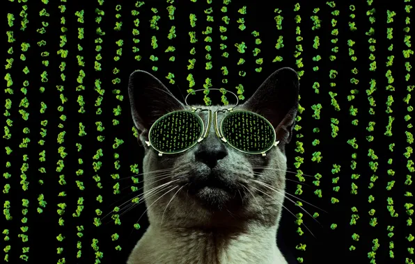 Cat, style, glasses, matrix