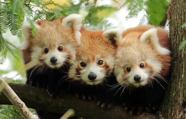 Picture trees, red Panda, red Panda