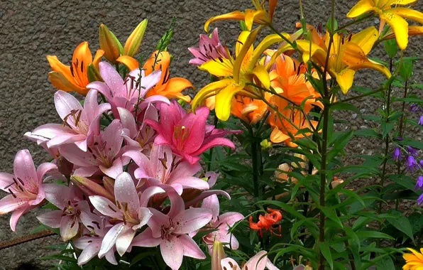 Flowers, Lily, cover, July