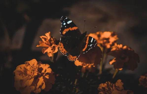 Macro, light, flowers, the dark background, butterfly, orange, bokeh, marigolds