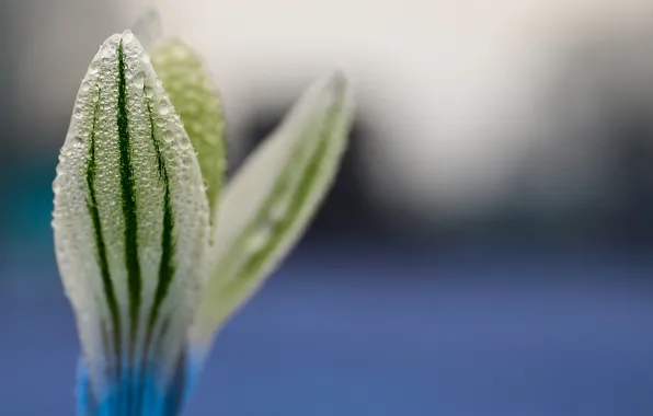 Drops, macro, flowers, Fabio Cecchin