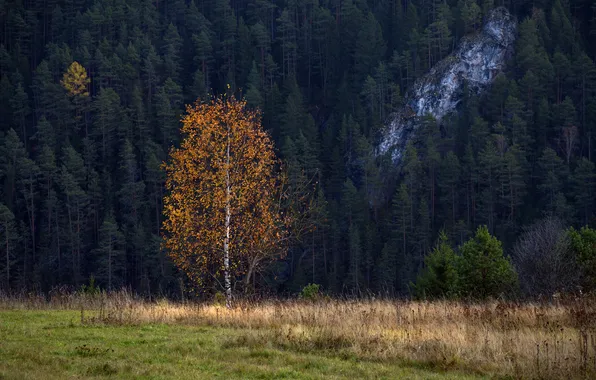 Picture forest, Autumn, lonely tree, the slope of the mountain, yellowed foliage, Oleg Zverev