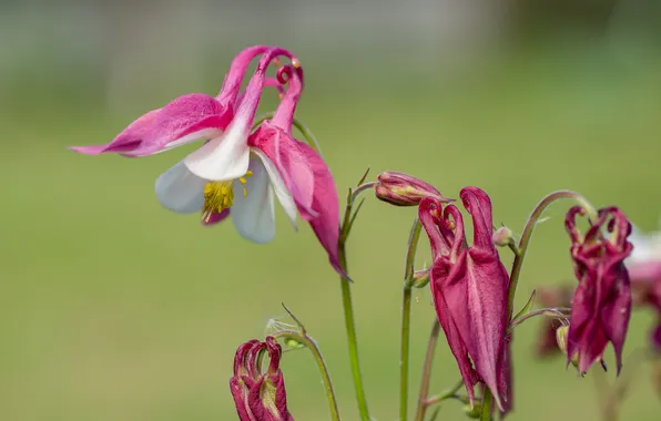 Summer, flowers, nature, bokeh, Aquilegia