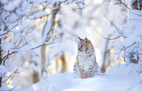 Picture winter, forest, snow, branches, lynx, sitting