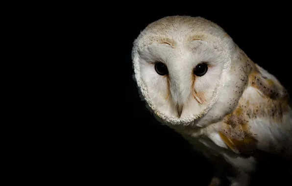 Eyes, bird, the barn owl