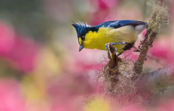 Branches, background, bird, Taiwan yellow tit