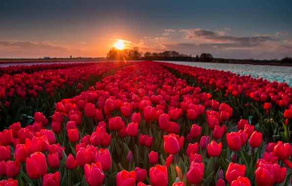 Picture field, red, tulips