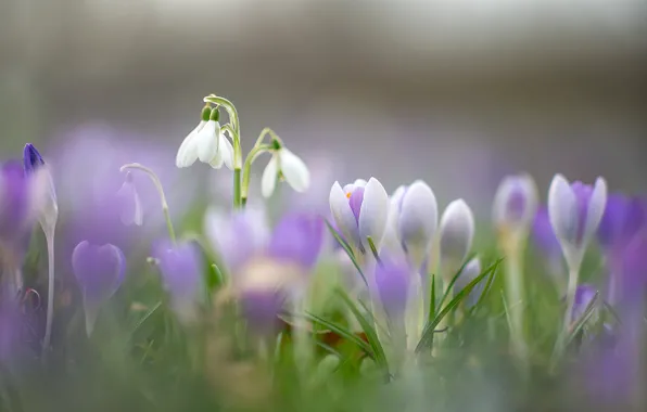 Macro, flowers, spring, snowdrops, crocuses