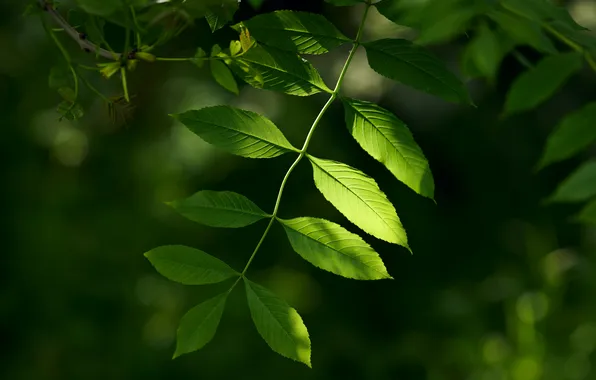 Leaves, branch, spring, may