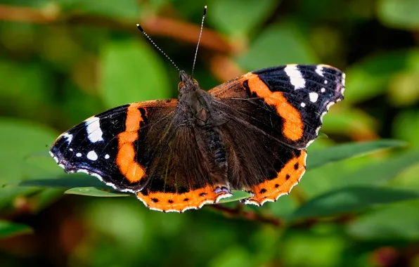 Leaves, microsemi, butterfly, wings, insect, beautiful, closeup