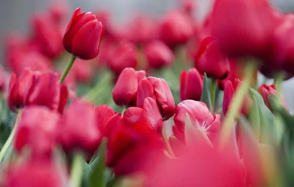 Flowers, Sepia, tulips, peresharp
