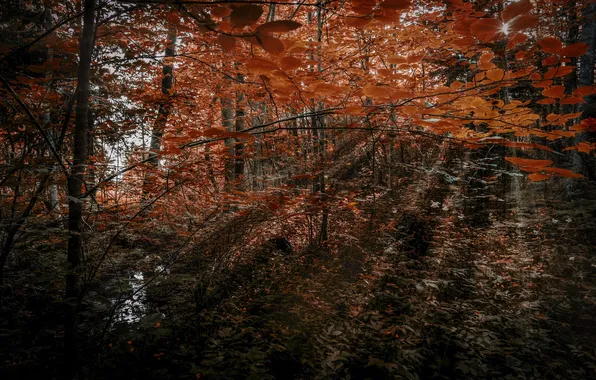 Forest, nature, color