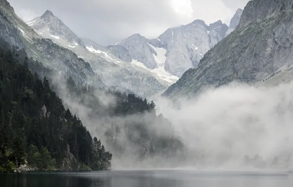 Forest, nature, fog, lake, reflection