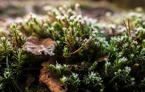 Frost, leaves, sprig, plant, needles, Dry