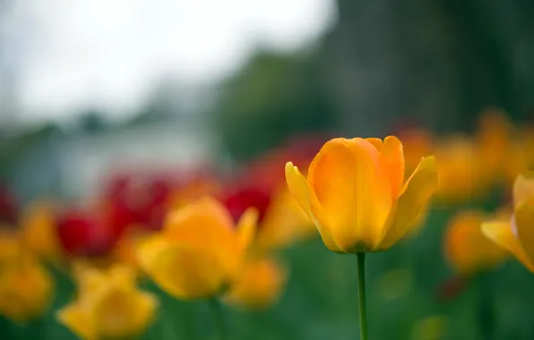 Nature, background, tulips