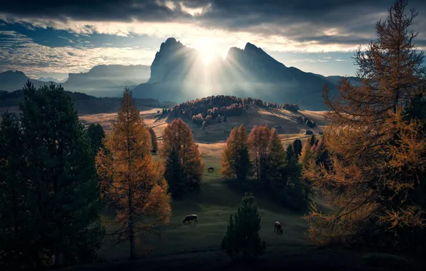 Picture autumn, mountains, cows