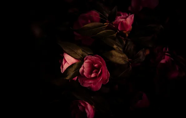 Leaves, light, flowers, branches, the dark background, Bush, red, pink