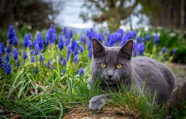 Picture grass, eyes, cat, flowers