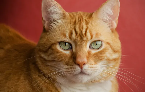 Picture cat, face, portrait, red, red background, handsome