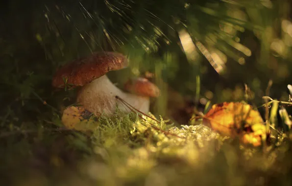 Picture autumn, forest, grass, macro, light, mushrooms, bokeh