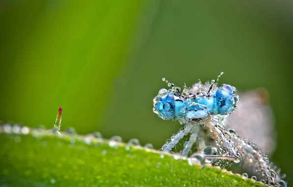 Macro, insects, nature, Rosa, leaf, dragonfly, nature, water drops