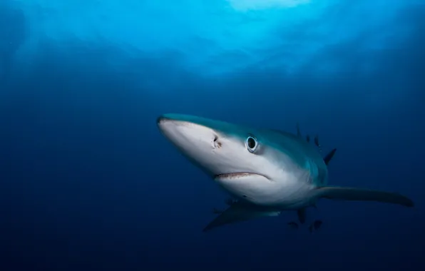 Sea, animals, eyes, look, face, water, fish, fish