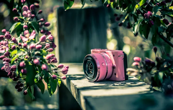 Background, color, the camera, Nikon