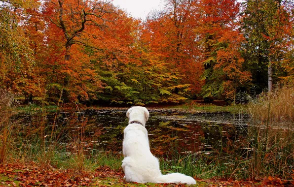 Picture autumn, forest, leaves, lake, dog, nature.