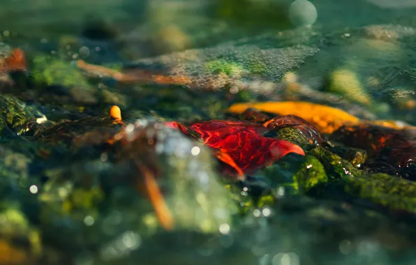 Autumn, leaves, water, light, orange, yellow, red, nature