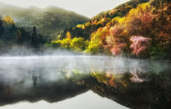 Picture trees, nature, fog, lake, spring, haze, South Korea, South Korea