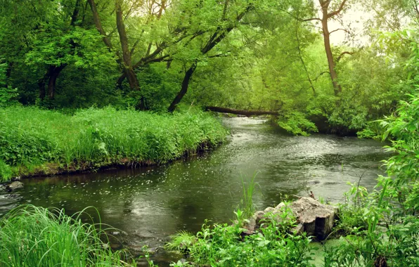 Picture Greens, Spring, Trees, Forest, Shore, River