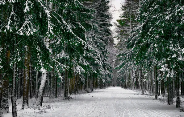 Winter, road, forest, snow, photo, Roman Alyabev