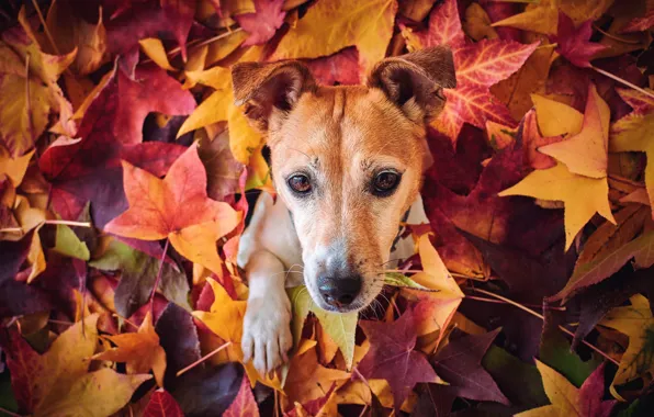 Autumn, look, face, foliage, paw, portrait, dog, red