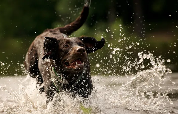 Picture water, squirt, dog