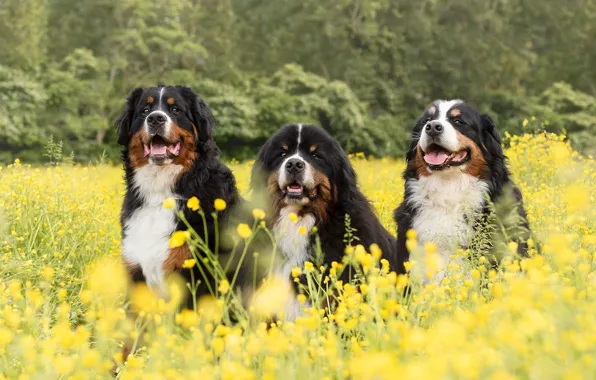 Language, dogs, summer, flowers, nature, glade, yellow, meadow