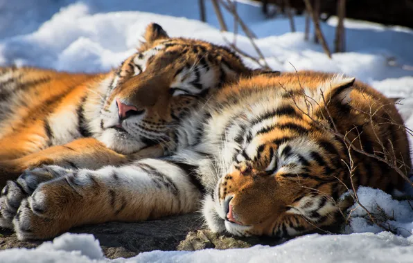 Picture tiger, snow, animal, siberian