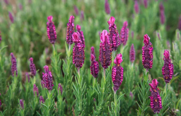 Picture summer, flowers, glade, lavender