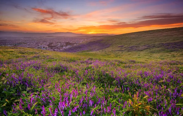 Field, summer, flowers, the city, hills, meadow, pink, settlement