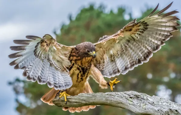 Bird, wings, feathers, beak, hawk