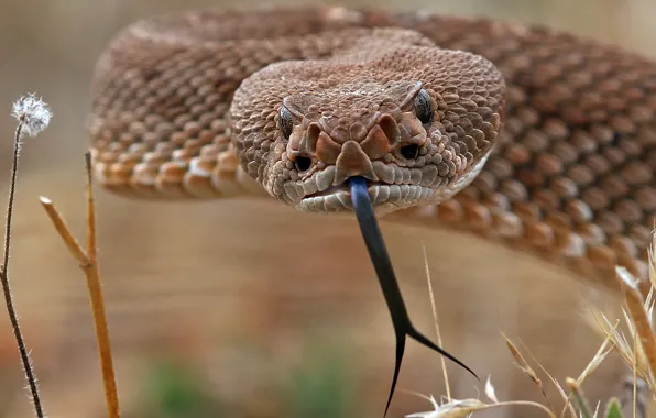 Picture language, snake, scales