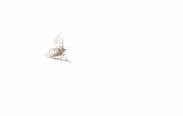 Picture nature, background, butterfly