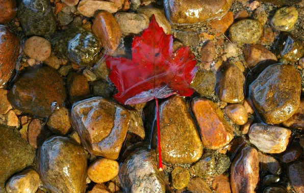 Water, transparency, nature, river, stones, stream, macro, autumn leaf