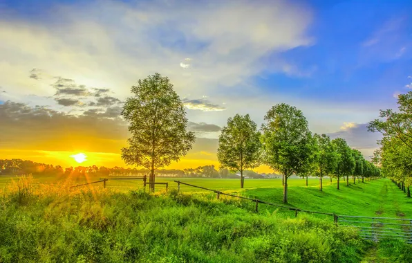 Picture trees, landscape, sunset, nature, photo, dawn, field