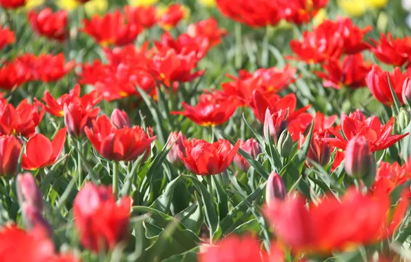 Tulips, flowerbed, red tulips