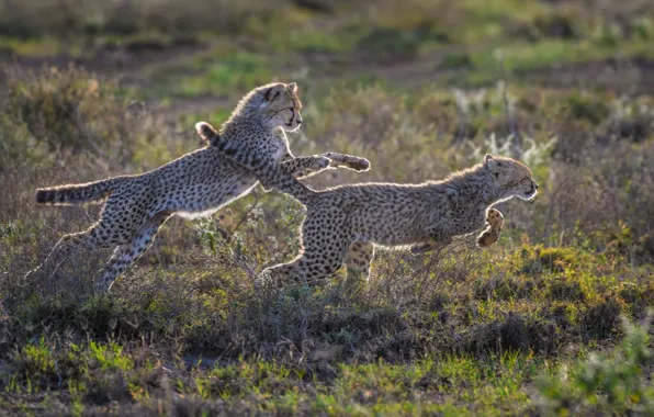Picture the game, predators, running, wild cats, cheetahs, cubs