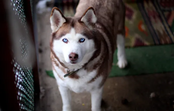 Picture dog, blue eyes, husky