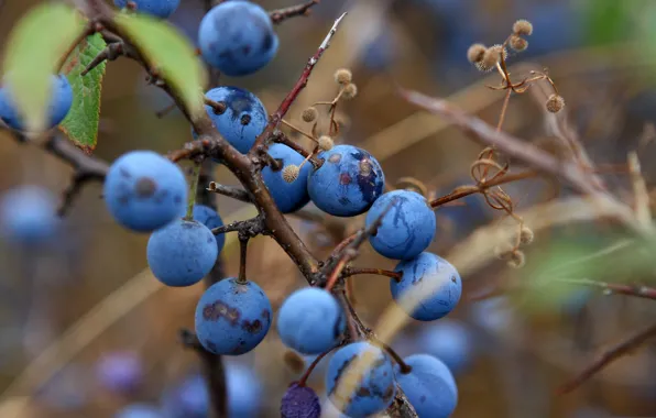 Picture autumn, nature, berries