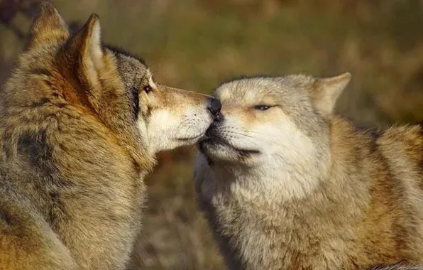 Picture nature, predator, face, animal, wolf, wildlife, portrait, Canis lupus
