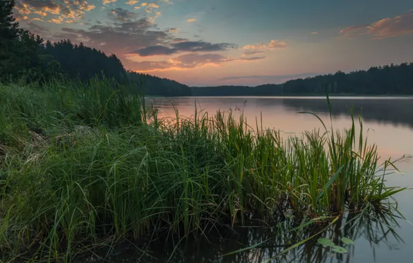 Picture forest, sunset, the evening, Lake