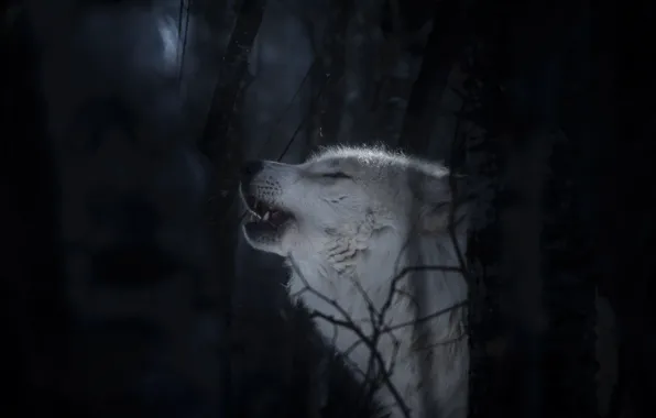 Forest, face, wolf, predator, Polar wolf